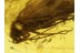 Trichoptera Great CADDISFLY & LICHEN TWIG in BALTIC AMBER 183