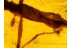 PARASITIC MITES on Giant 15mm WALKING STICK in BALTIC AMBER 184
