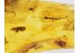 PARASITIC MITES on Giant 15mm WALKING STICK in BALTIC AMBER 184