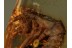 Archaeognatha BRISTLETAIL Inclusion in BALTIC AMBER 377