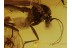 FUNGUS GNAT w MOULD & MOTH FLY + More BALTIC AMBER 378