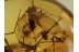 FUNGUS GNAT w MOULD & MOTH FLY + More BALTIC AMBER 378