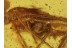 Nesticidae SCAFFOLD WEB SPIDER  in BALTIC AMBER 386