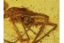 Nesticidae SCAFFOLD WEB SPIDER  in BALTIC AMBER 386