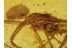 Nesticidae SCAFFOLD WEB SPIDER  in BALTIC AMBER 386