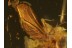 ACROCERIDAE Small- Headed FLY in BALTIC AMBER 383
