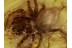 SALTICIDAE Great JUMPING SPIDER in BALTIC AMBER 441