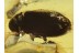 PHORESY  Mites on ANOBIID BEETLE in BALTIC AMBER 385