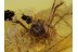CADDO DENTIPALPUS HARVESTMEN in BALTIC AMBER 442