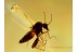 CERATOPOGONIDAE Amazing BITING MIDGE & 2 Gnats BALTIC AMBER 380