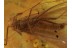 Funny CADDISFLY Trichoptera Inclusion in BALTIC AMBER 376