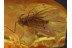 Funny CADDISFLY Trichoptera Inclusion in BALTIC AMBER 376