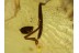 FLEA BEETLE Chrysomelidae Alticinae in BALTIC AMBER 443