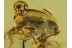 FLEA BEETLE Chrysomelidae Alticinae in BALTIC AMBER 443