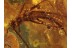 PHASMATODEA Huge 10mm WALKING STICK in BALTIC AMBER 382