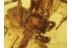 Superb Agelenidae Funnel-Web SPIDER in BALTIC AMBER 439