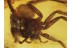 ARANEAE Great looking Large SPIDER in BALTIC AMBER 420