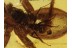 Unique ACTION ! ANT Eating Large SPIDER in Genuine BALTIC AMBER 