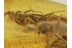Large ANT & MUSCOID FLY in BALTIC AMBER 409