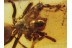 Great Large SPIDER Spatiatoridae in BALTIC AMBER 400