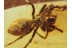 Great Large SPIDER Spatiatoridae in BALTIC AMBER 400