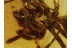 Great Large SPIDER Spatiatoridae in BALTIC AMBER 400