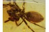 Great Large SPIDER Spatiatoridae in BALTIC AMBER 400