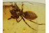 Great Large SPIDER Spatiatoridae in BALTIC AMBER 400