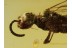 MUTILLIDAE WASP Inclusion Genuine BALTIC AMBER 410