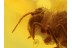 Great Looking Giant SPRINGTAIL in BALTIC AMBER 432