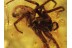 Superb TUBE-DWELLING SPIDER Segestria in BALTIC AMBER 433