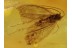 Lepidoptera Nice MOTH in Genuine BALTIC AMBER 447