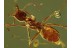 FORMICINAE Nice ANT Genuine BALTIC AMBER 449