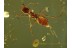 FORMICINAE Nice ANT Genuine BALTIC AMBER 449