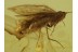 Lepidoptera Nice MOTH in Genuine BALTIC AMBER 451