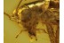 GRYLLIDAE Large CRICKET in Genuine BALTIC AMBER 453