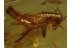 GRYLLIDAE Large CRICKET in Genuine BALTIC AMBER 453