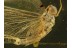 Ephemeroptera Nice MAYFLY  in BALTIC AMBER 455