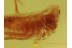 ODONATA Prolarva Dragonfly Aquatic First Instar Larvae BALTIC AMBER 2631
