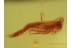 ODONATA Prolarva Dragonfly Aquatic First Instar Larvae BALTIC AMBER 2631