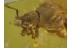 CURCULIONIDAE Broad-Nosed WEEVIL in BALTIC AMBER 466