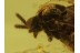 BIBIONIDAE MARCH FLY in BALTIC AMBER 462