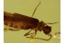 CANTHARIDAE Malthininae Great Soldier Beetle in BALTIC AMBER 467