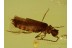 CANTHARIDAE Malthininae Great Soldier Beetle in BALTIC AMBER 467