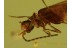 CANTHARIDAE Malthininae Great Soldier Beetle in BALTIC AMBER 467