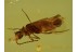 CANTHARIDAE Malthininae Great Soldier Beetle in BALTIC AMBER 467