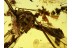 TIPULIDAE Large Superb CRANE FLY in BALTIC AMBER 472