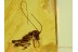 GRYLLIDAE Superb CRICKET in Genuine BALTIC AMBER 473