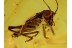 GRYLLIDAE Superb CRICKET in Genuine BALTIC AMBER 473