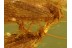 4 Nice CADDISFLIES Trichoptera in BALTIC AMBER 475